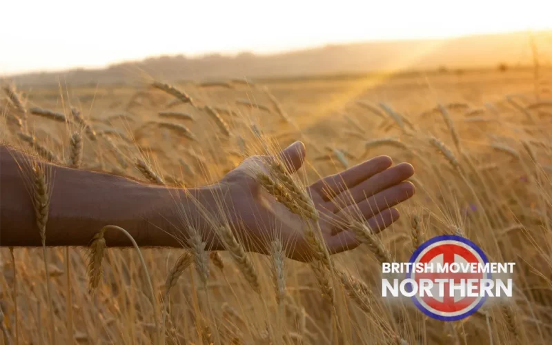 hand in wheat