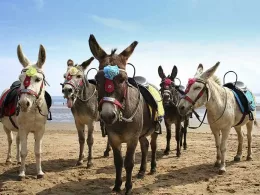 donkeys in scarborough