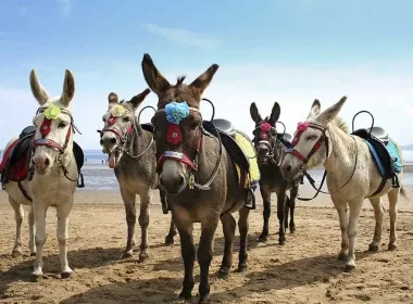 donkeys in scarborough