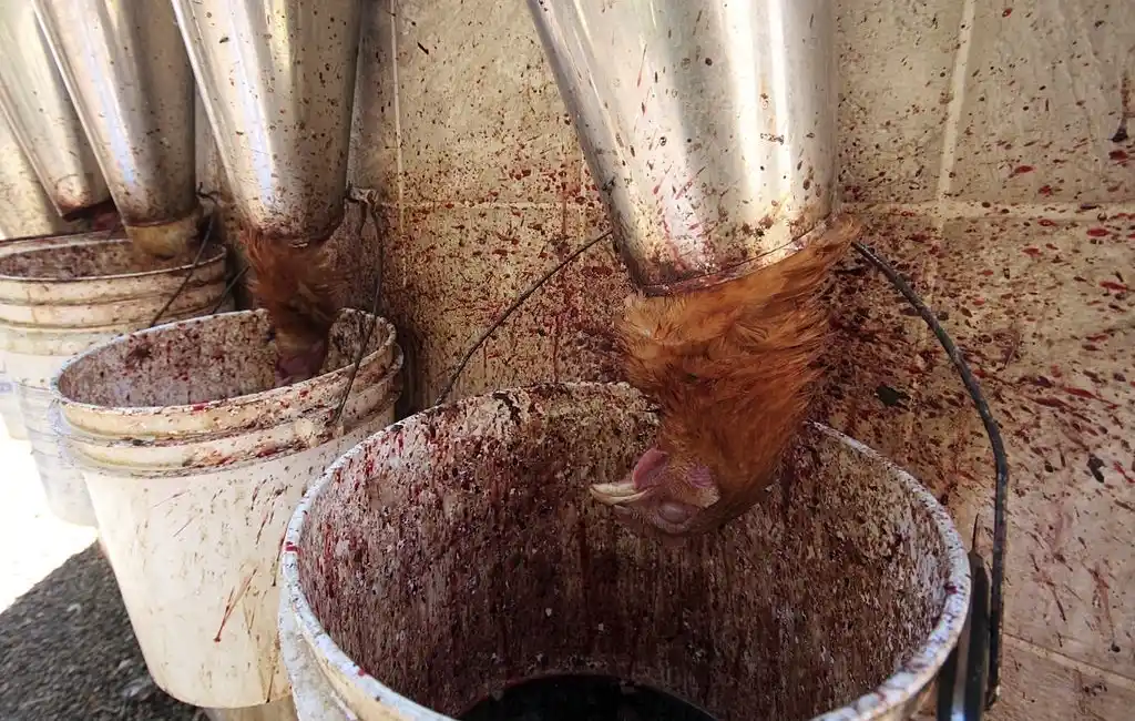 halal slaughterhouse