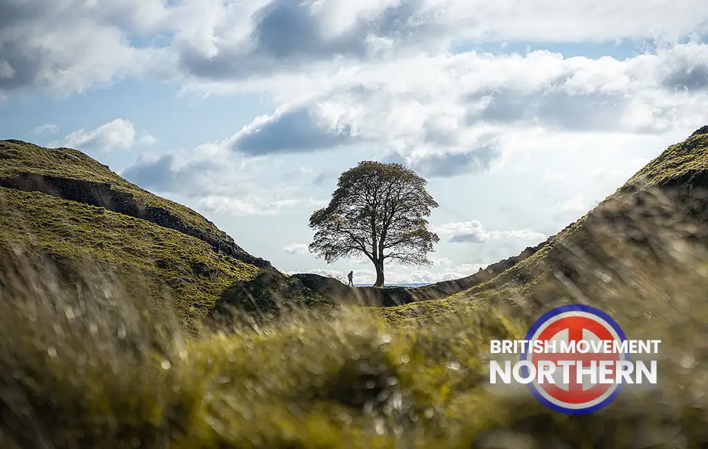 Sycamore Gap Tree or Robin Hood Tree