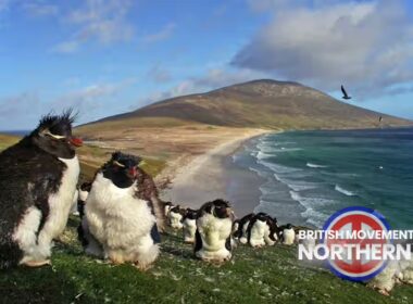 Falklands